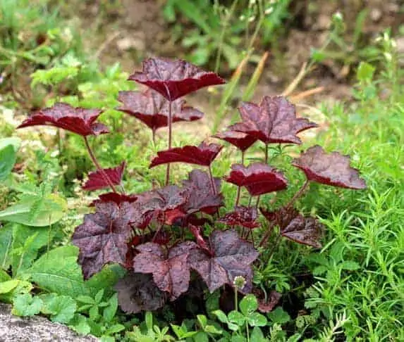 Coral Bells
