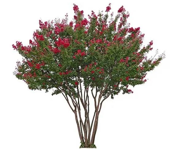 Crepe Myrtle