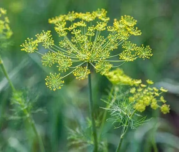 Dill