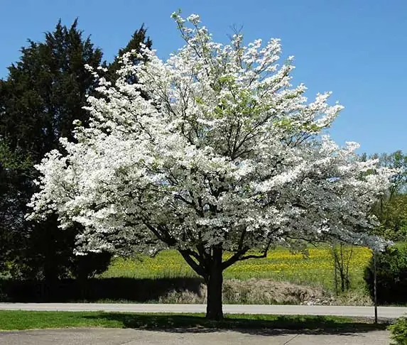 Dogwood Tree