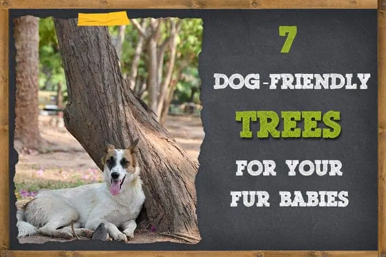 7 Dog-Friendly Trees for Your Fur Babies
