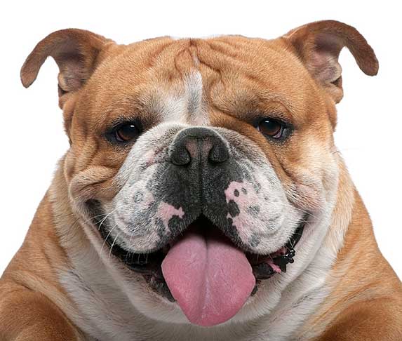 11 Dog Breeds With Dewlap (Dogs with Wet Neck/Loose Skins) | ZooAwesome