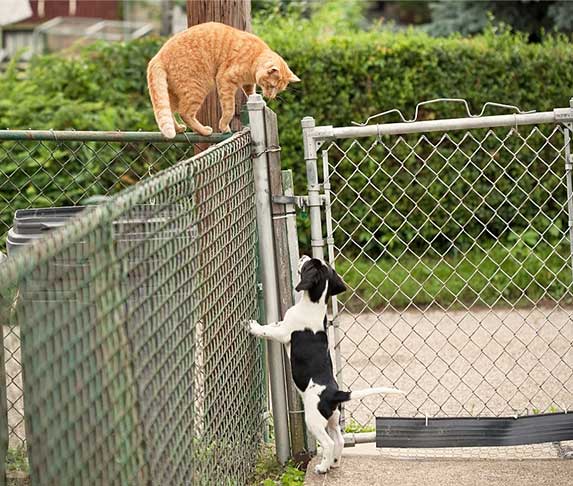 dog staring at a cat