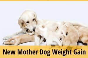 How to Make Your Dog Gain Weight After Giving Birth? (9 Actionable