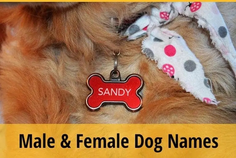 List of Alternative Terms For Male and Female Dogs