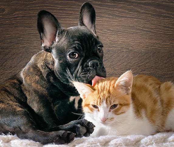 puppy licks a cat