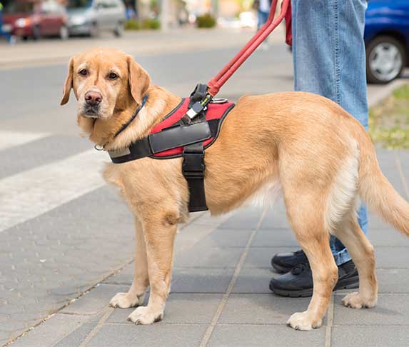 a guide dog