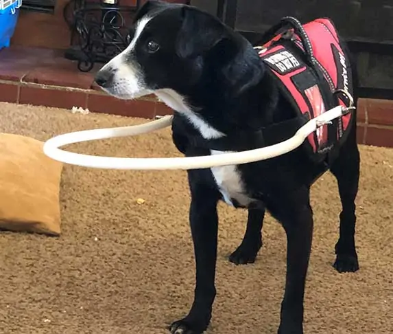 blind dog wearing bump collar