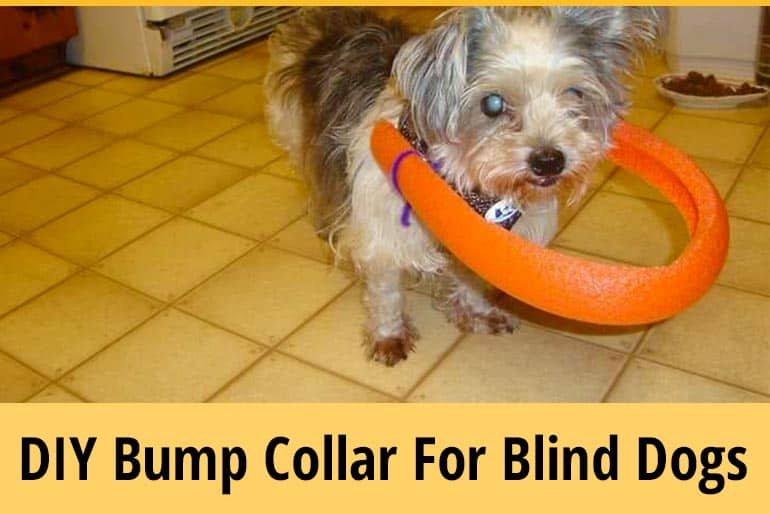 How To Make A Blind Dog Bumper Collar At Home DIY ZooAwesome