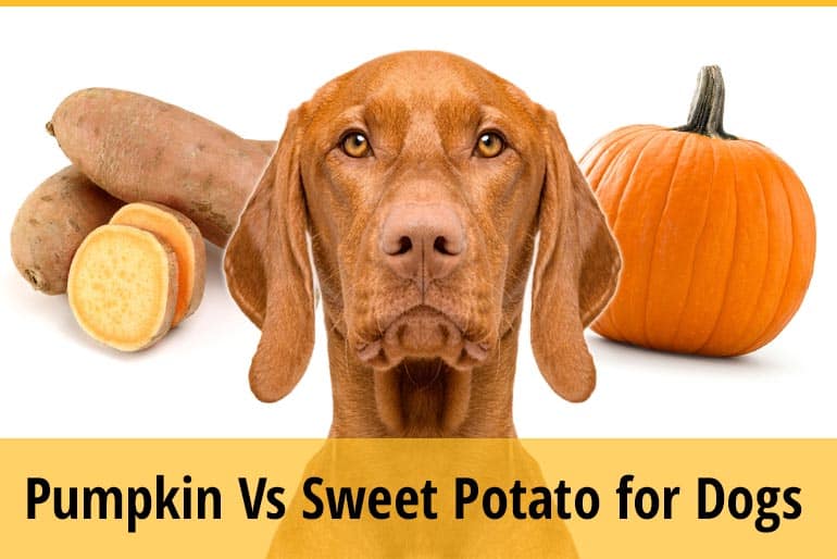 Pumpkin Vs Sweet Potato For Dogs Which Is Better ZooAwesome
