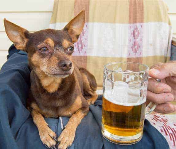 is beer bad for dogs