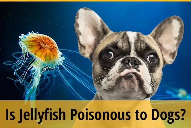 Are Jellyfish Poisonous to Dogs If Eaten?