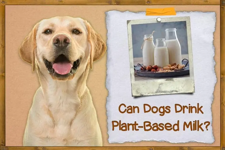 Can Dogs Drink Plant-based Milk