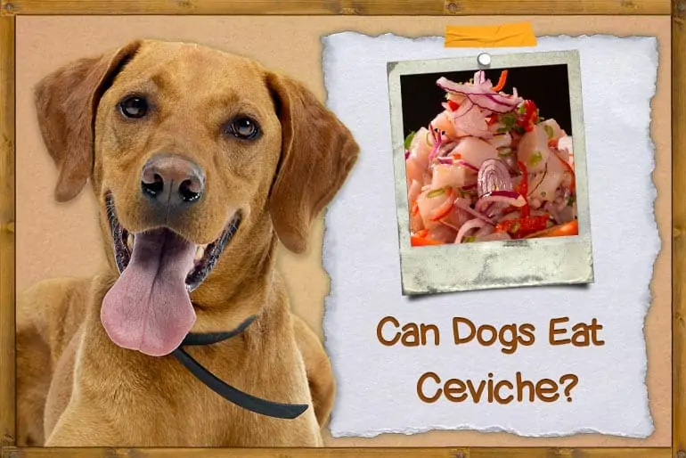 Can Dogs Eat Ceviche