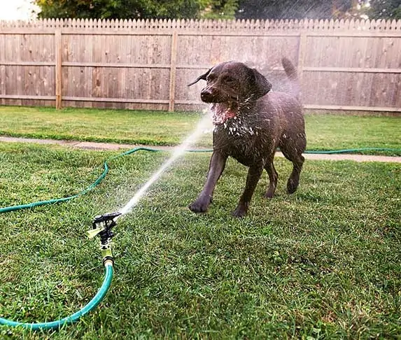 dog drinking from garden hose