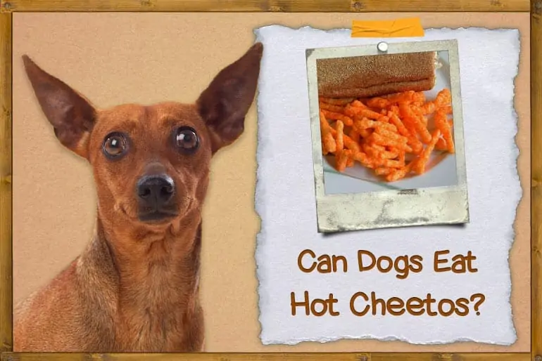 Can Dogs Eat Hot Cheetos