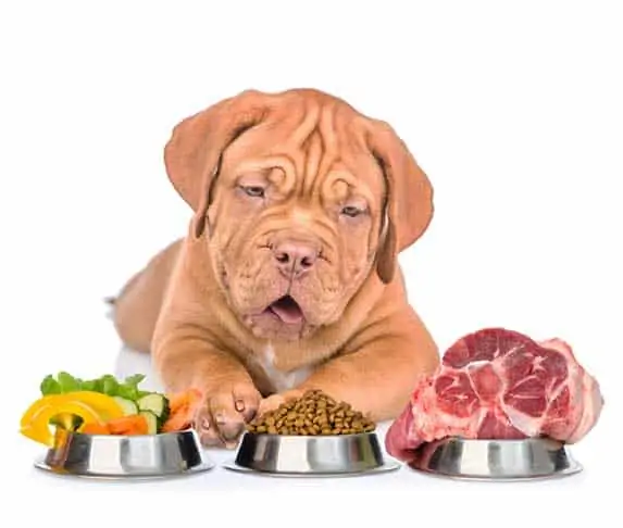 dog surrounded with food