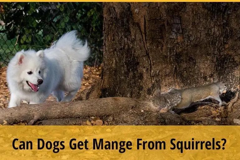 Can Dogs Get Mange From Squirrels