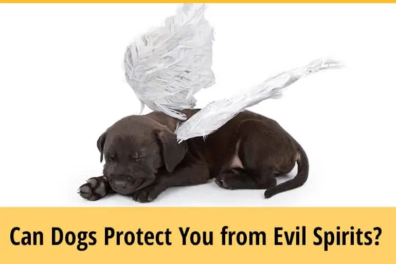 Can Dogs Protect You From Evil Spirits