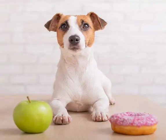 dog with apple and a donut
