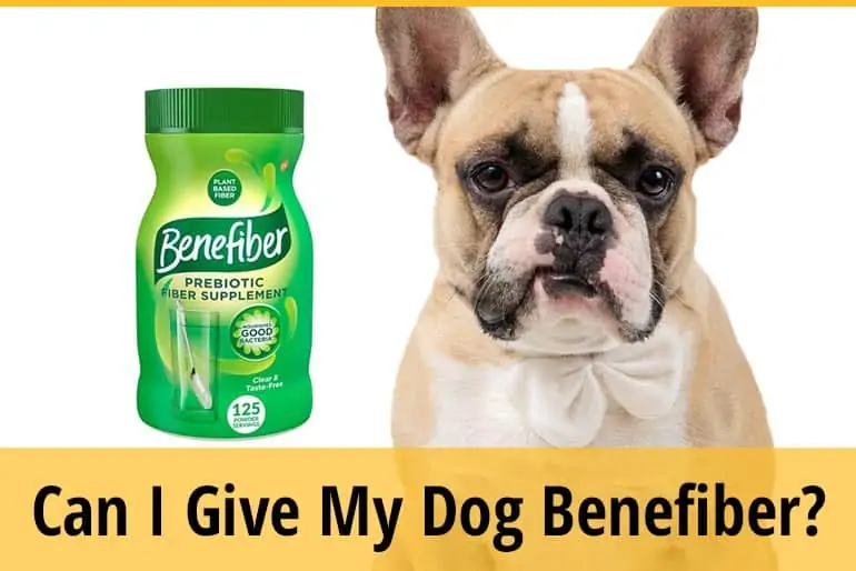Can I Give My Dog Benefiber For Constipation