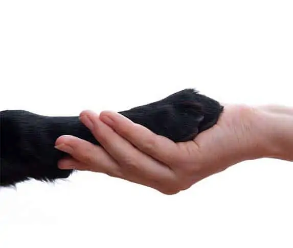 dog and human contact