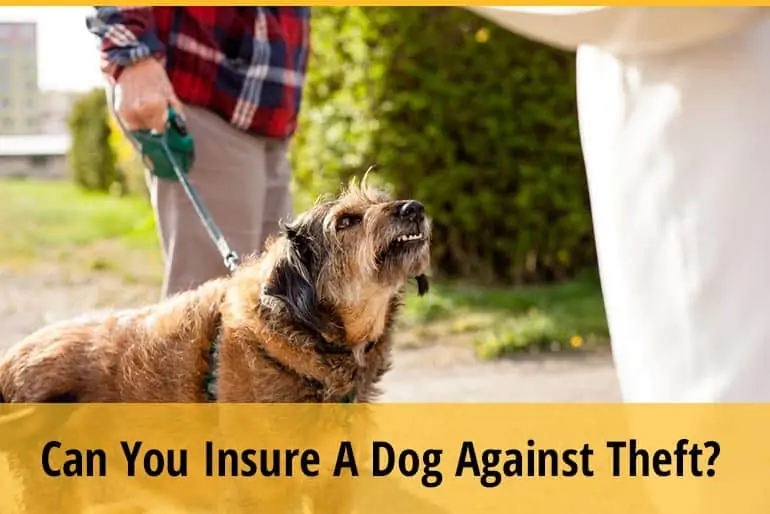 Can You Insure Your Dog Against Theft