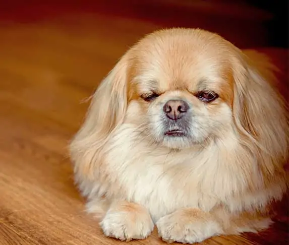 dog is not feeling well