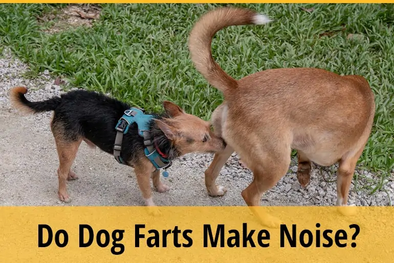 Do Dog Farts Make Noise