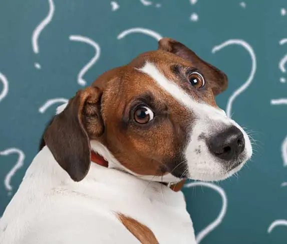 A confused dog