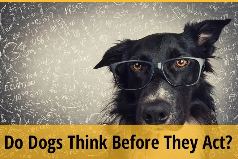 Do Dogs Think Before They Act