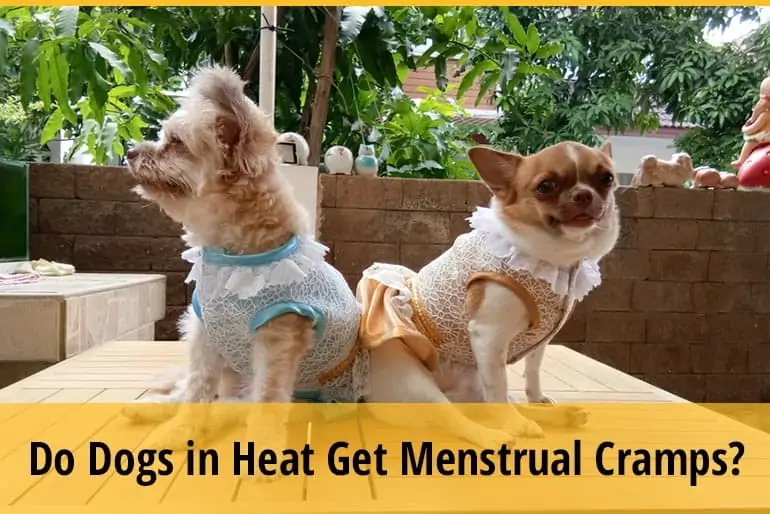 Do Dogs in Heat Get Menstrual Cramps