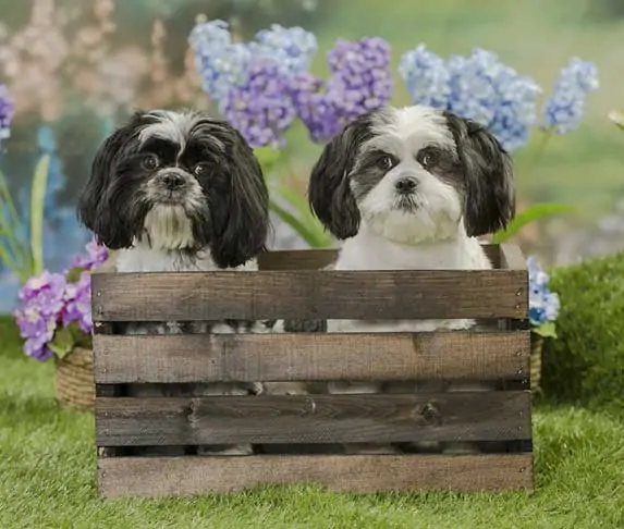 two dogs in a wooden crate
