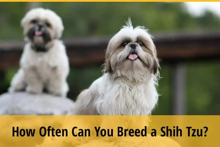 How Many Times Can You Breed A Shih Tzu