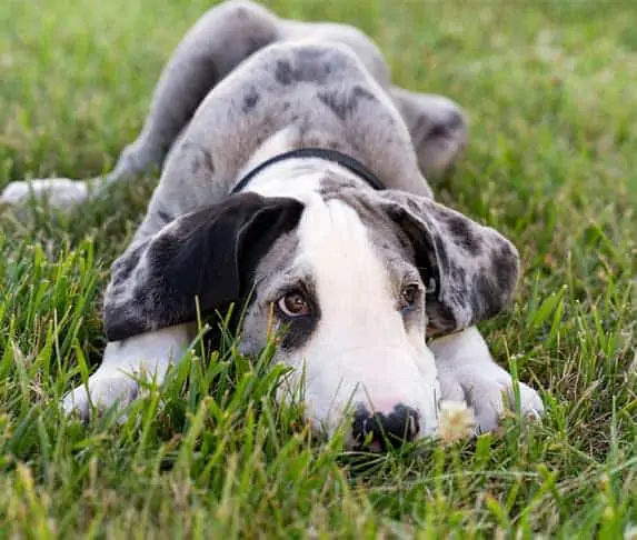sad great dane puppy