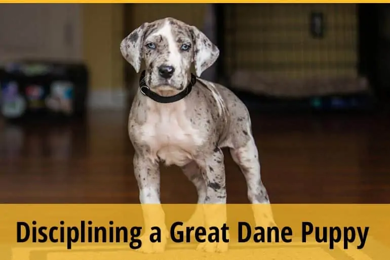 How To Discipline A Great Dane Puppy