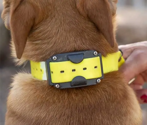 Shock collar for dogs