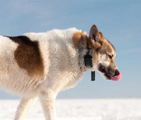 dog wearing shock collar