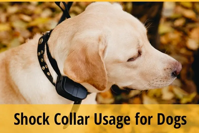 How To Use A Shock Collar For Dogs