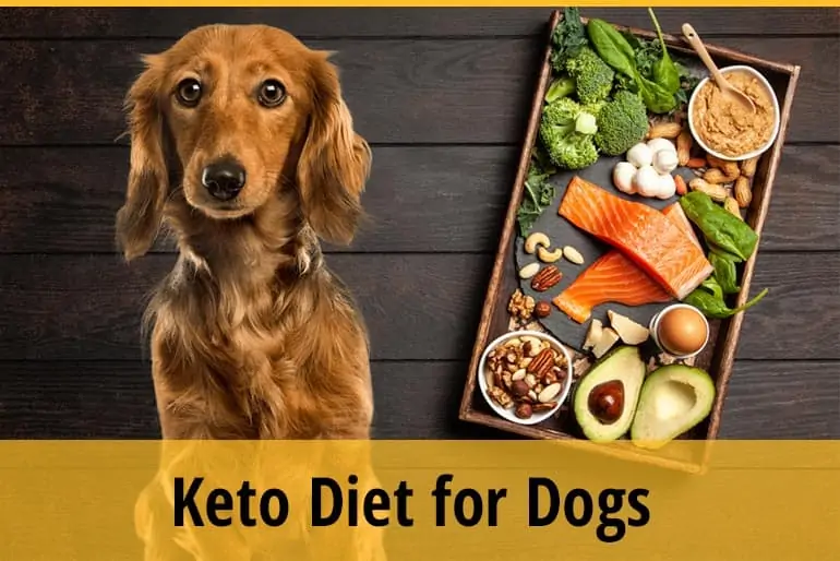 Keto Diet for Dogs