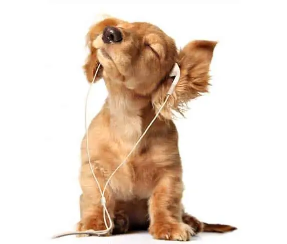 dog listening to music