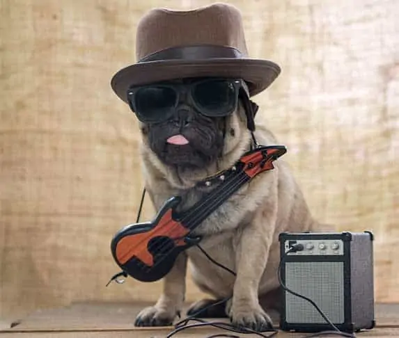 rock and roll dog