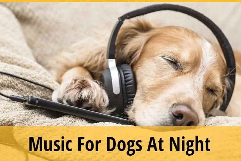 Should I Leave Music On For My Dog At Night