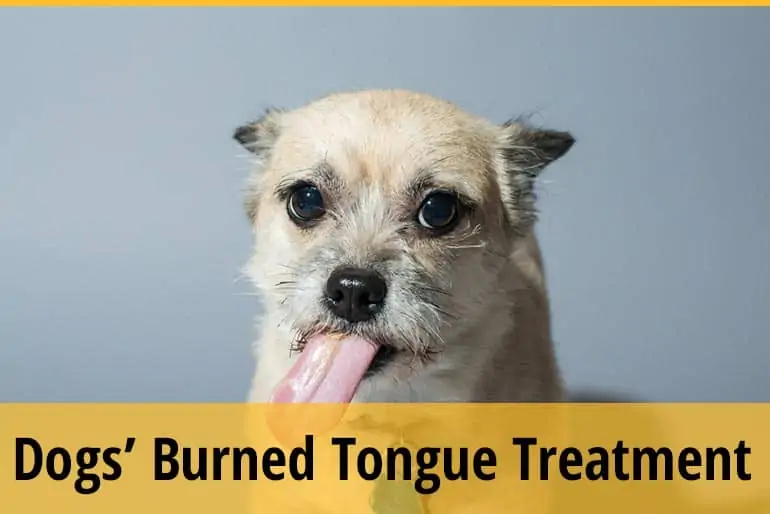 What to Do If A Dog Burns His Tongue