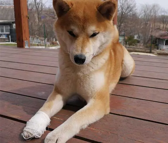 akita with apw injury