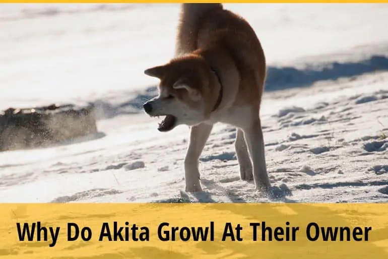 Why Does My Akita Growl At Me