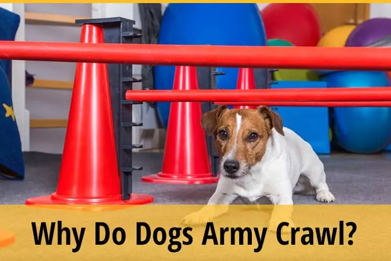 Why Does My Dog Army Crawl