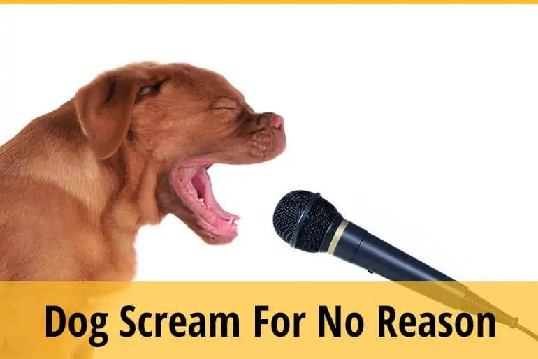 Why Does My Dog Scream for No Reason