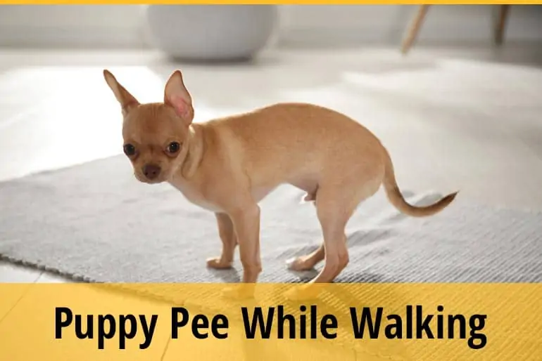 Why Does My Puppy Pee While Walking