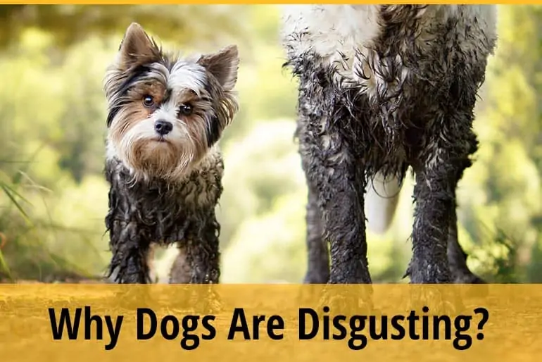 Why Dogs Are Disgusting